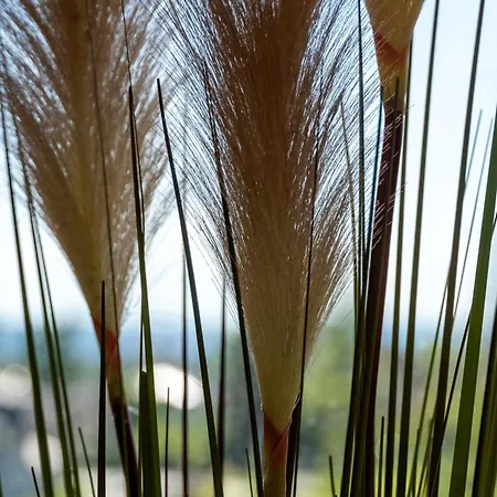 Rhina * 劳芬博格